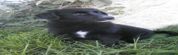 Sheprador dogs for sale: Sheprador Puppy 1 - Ad 1