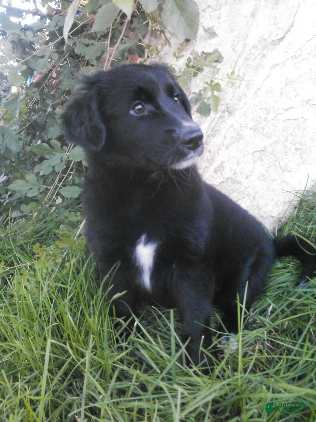 Sheprador dogs for sale: Sheprador Puppy 1 - Ad 1