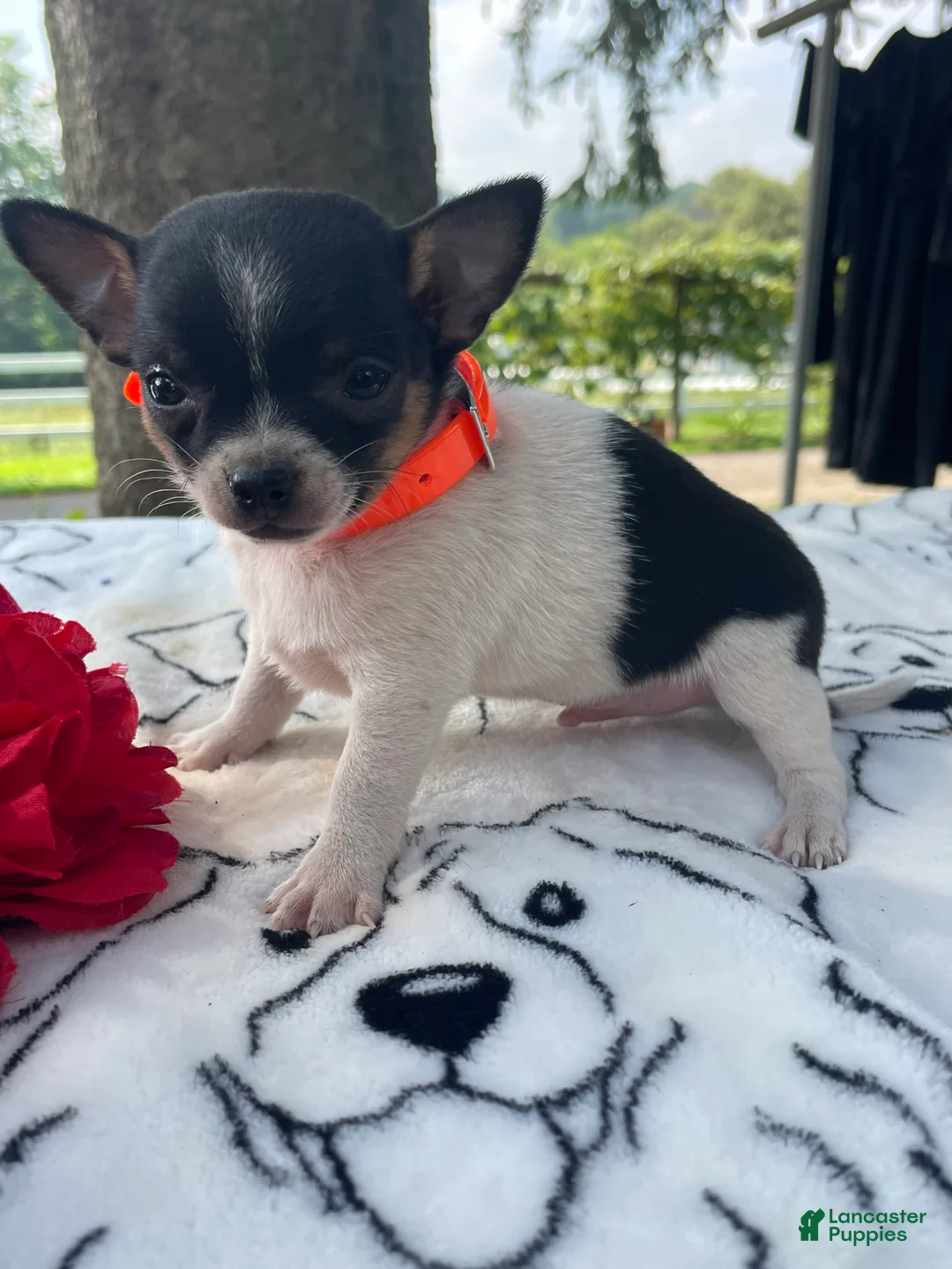 Chihuahua dogs for sale: Ziggy - Ad 2