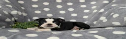 Boston Terrier dogs for sale: Brennen - Ad 4