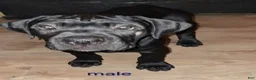 Cane Corso dogs for sale: Cane Corso 4 - Ad 3