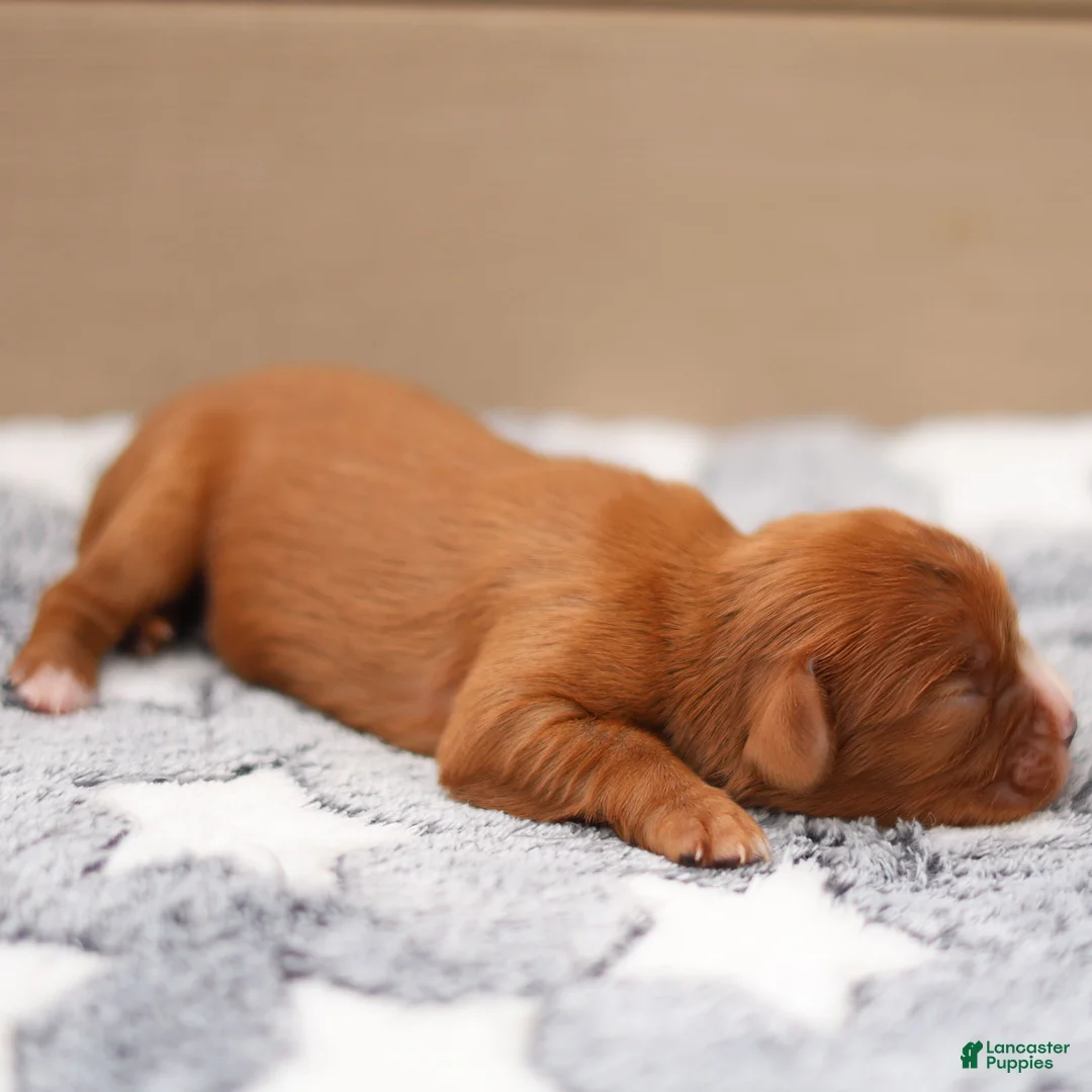 Cavalier King Charles Spaniel dogs for sale: Jasper Cavalier King Charles Spaniel  - Ad 2