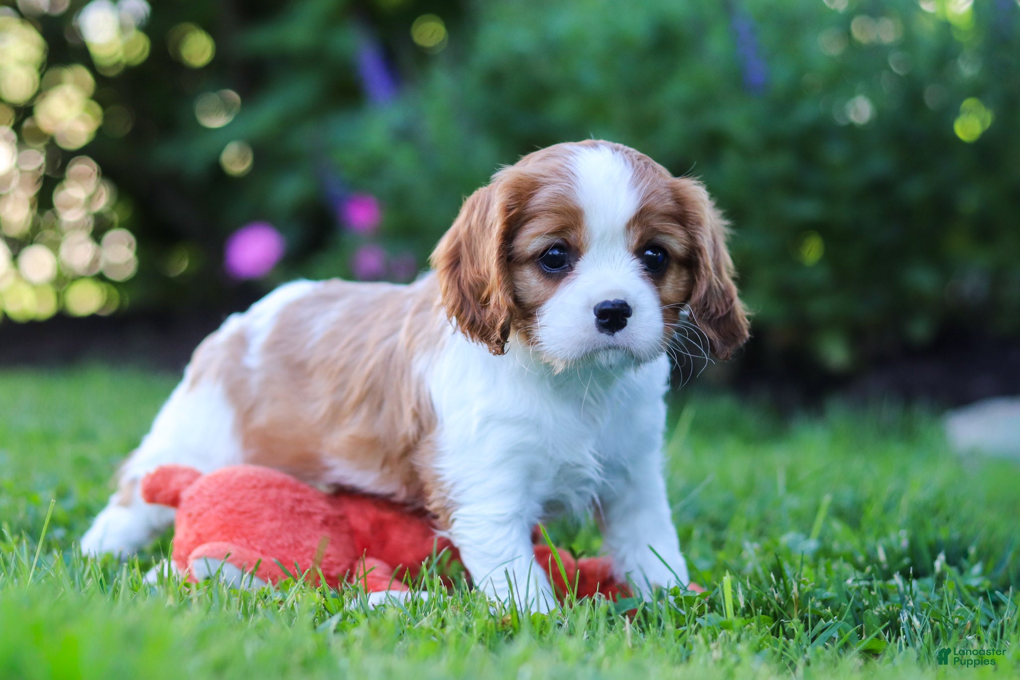 Cavalier King Charles Spaniel dogs for sale: Isabella - Ad 3