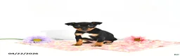Miniature Pinscher dogs for sale: Julie       EXTRA SMALL - Ad 1