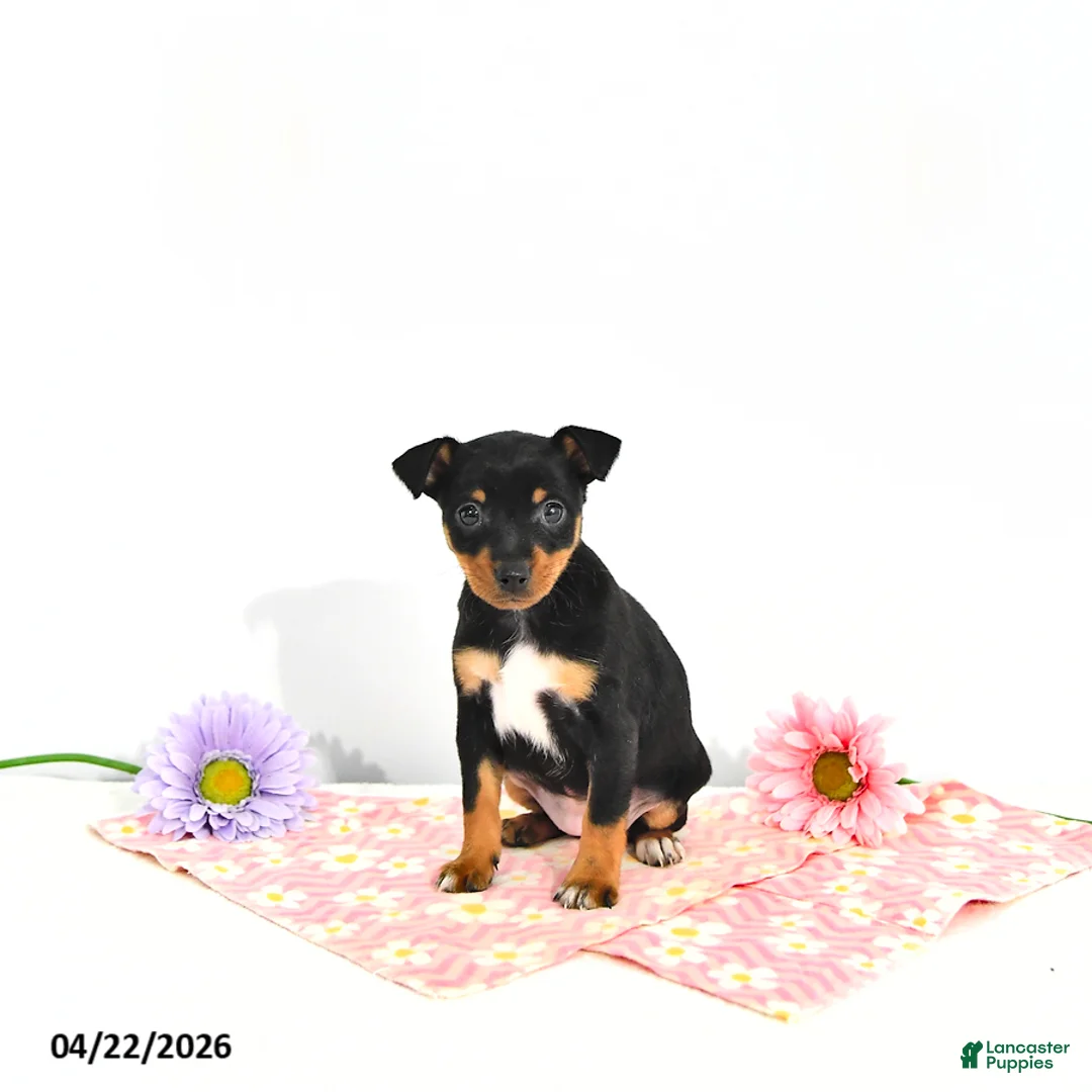 Miniature Pinscher dogs for sale: Julie       EXTRA SMALL - Ad 1