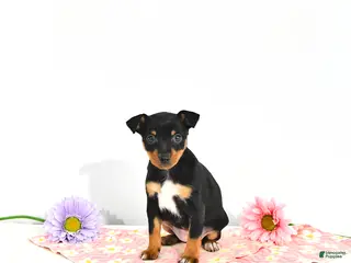 Miniature Pinscher dogs for sale: Julie EXTRA SMALL - Ad 4