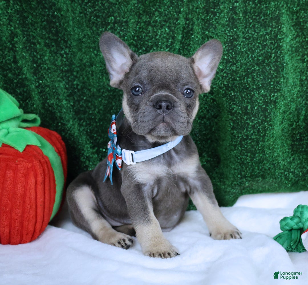 French Bulldog dogs for sale: Bella Health Tested Parents  - Ad 1