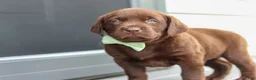 Labrador Retriever dogs for sale: Haven - Ad 8