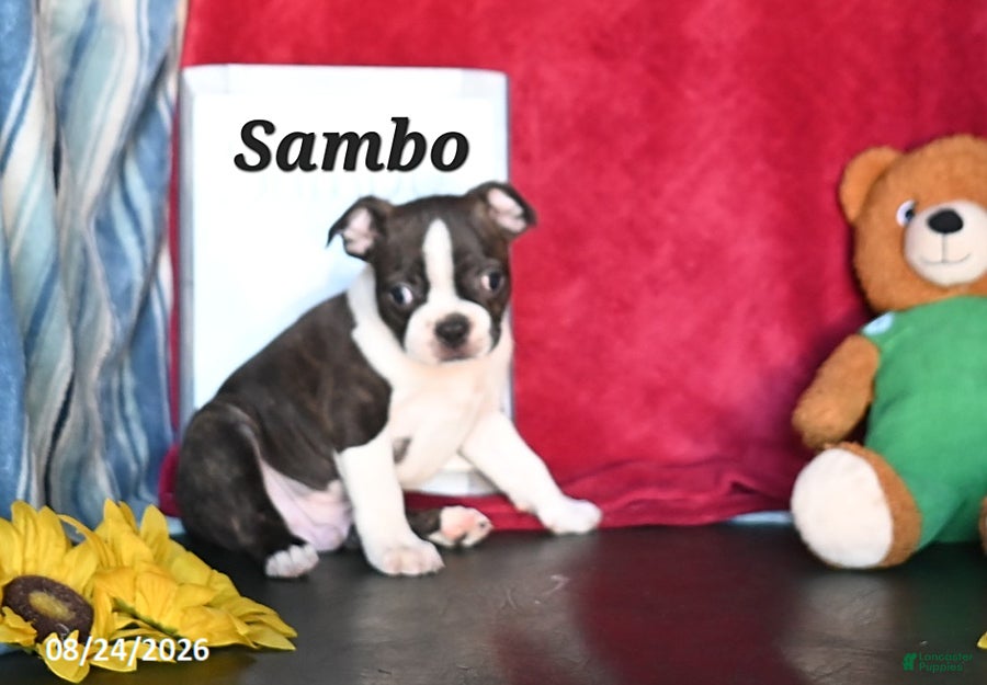 Boston Terrier dogs Sambo - Ad 1