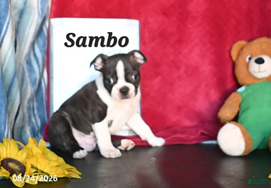 Boston Terrier dogs for sale: Sambo - Ad 1