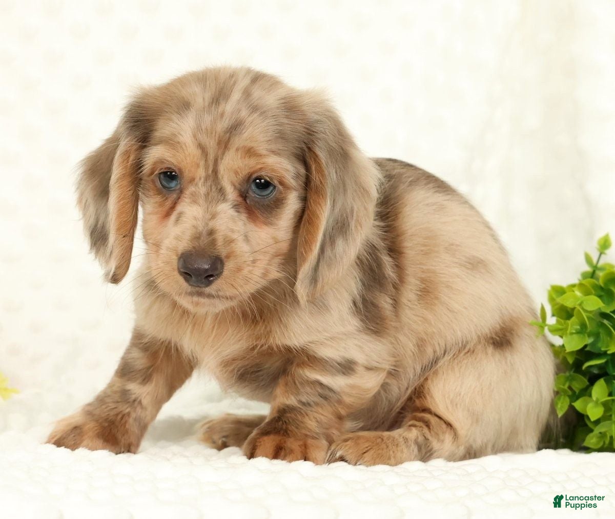 Miniature Dachshund dogs for sale: Silas - Ad 9