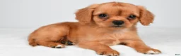 Mixed Breed dogs for sale: Brianna - Ad 6
