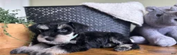 Miniature Schnauzer dogs for sale: Rocky - Ad 3