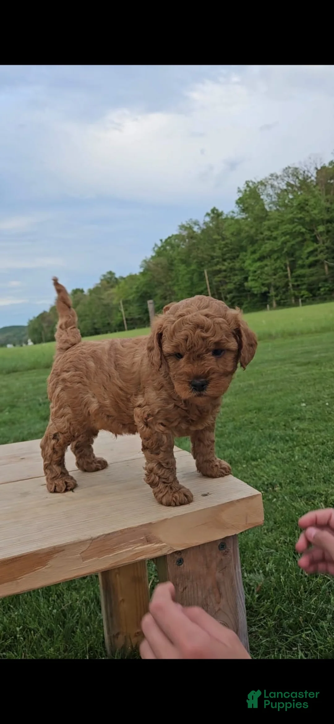Mini Goldendoodle dogs for sale: Ranger - Ad 1