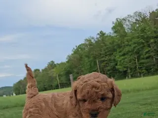 Mini Goldendoodle dogs for sale: Ranger - Ad 4