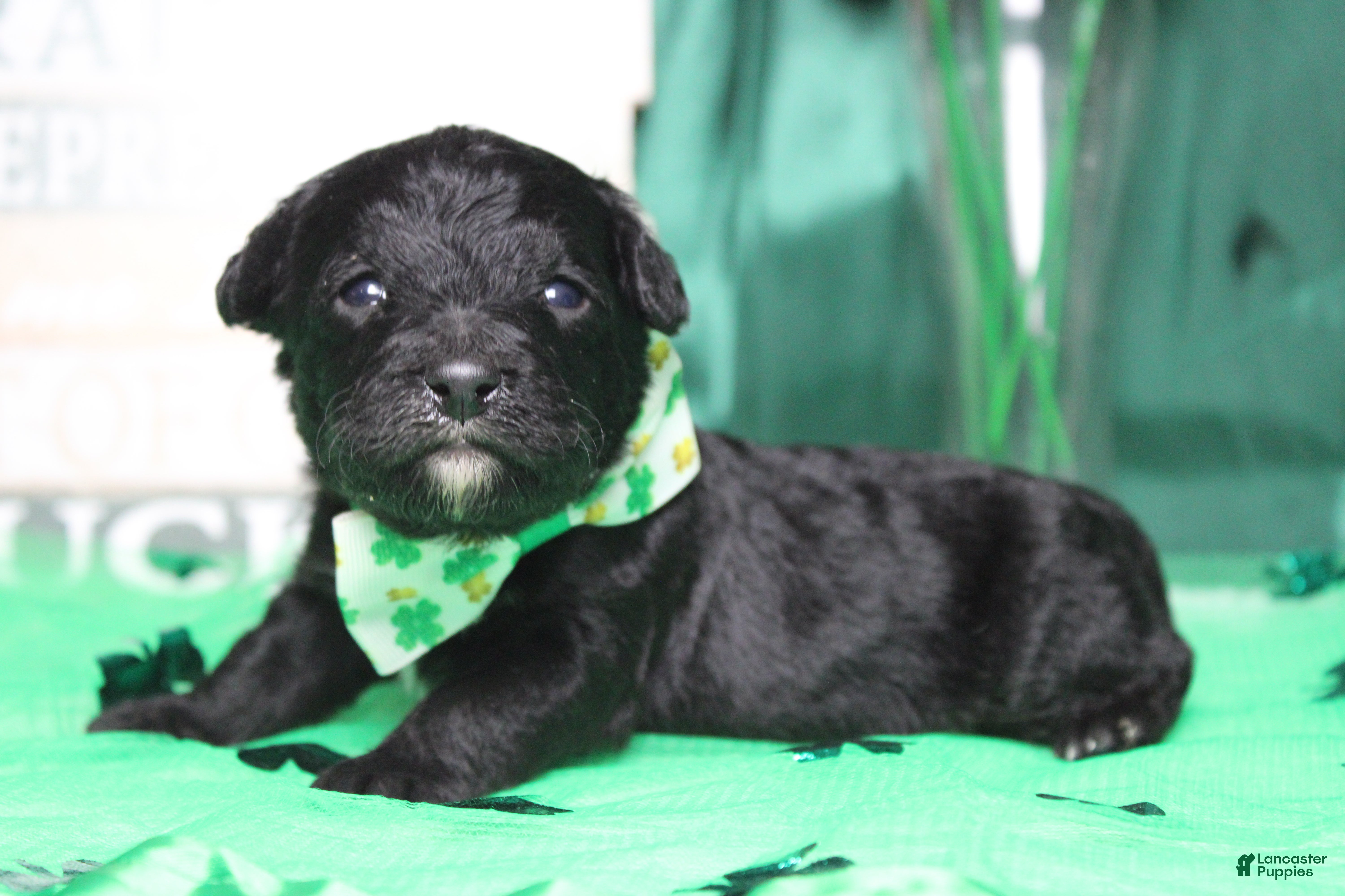 Mixed Breed dogs Babe - Ad 22