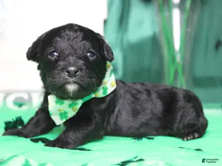 Mixed Breed dogs Babe - Ad 22