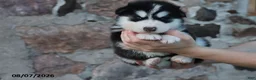 Alaskan Malamute dogs for sale: Denali - Ad 1
