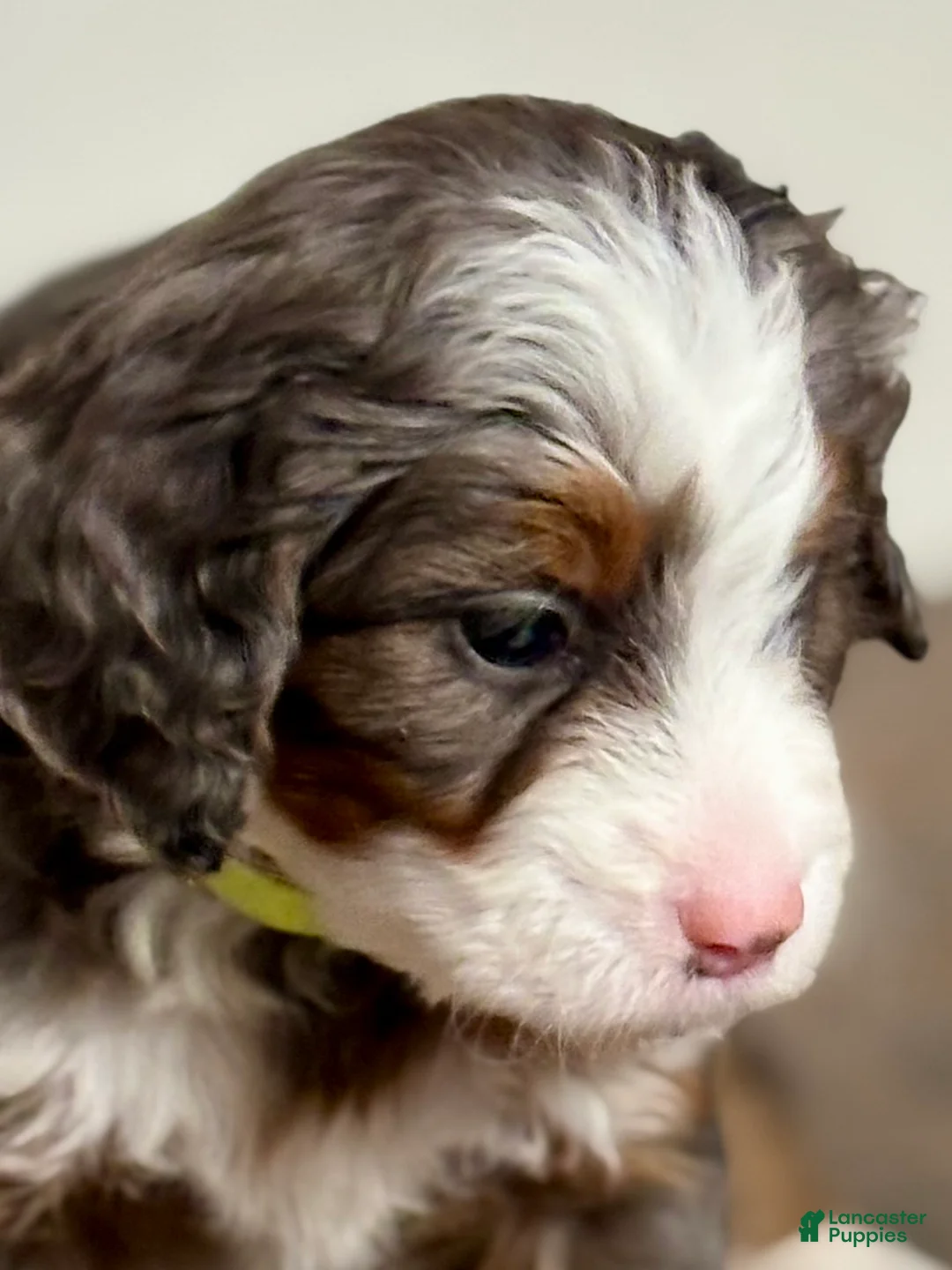 Mini Bernedoodle dogs for sale: Willow Mini Bernedoodle Puppy 4 - Ad 5