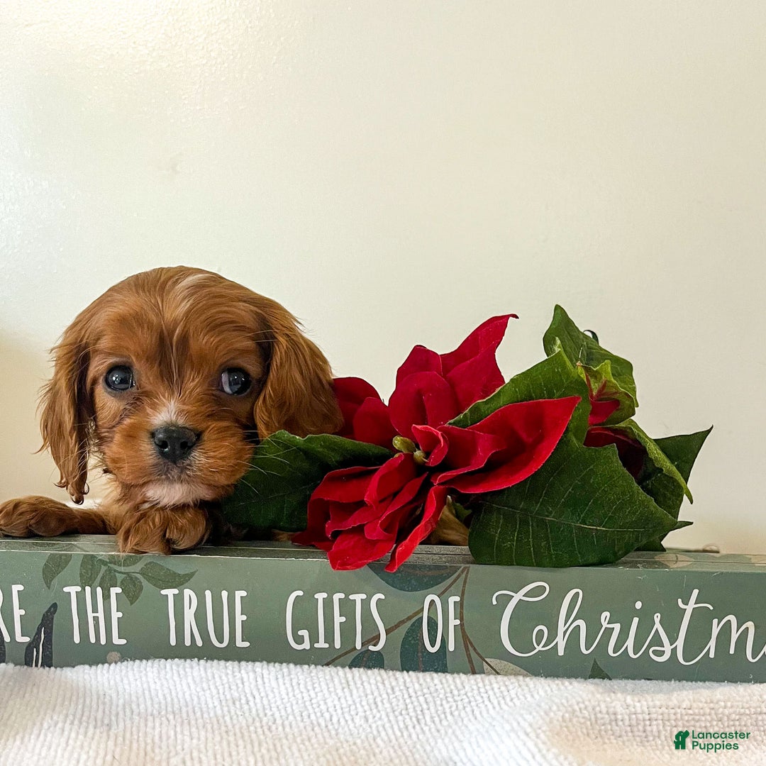 Cavalier King Charles Spaniel dogs for sale: Eddi - Ad 3