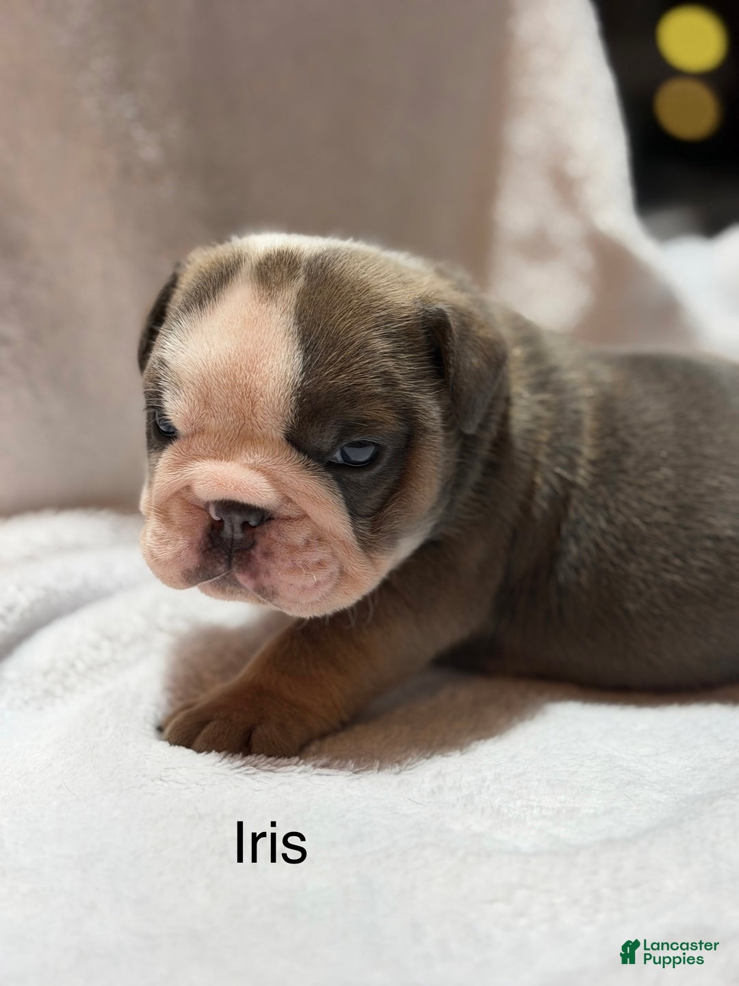 English Bulldog dogs for sale: English Bulldog Puppy 5 - Ad 2