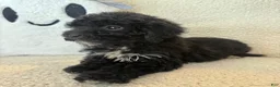 Miniature Poodle dogs for sale: Carly - Ad 5