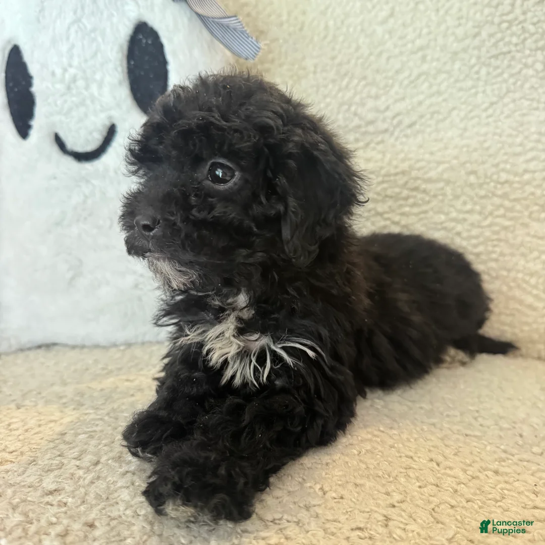 Miniature Poodle dogs for sale: Carly - Ad 5