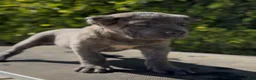 Cane Corso dogs for sale: Top Pick Female - Ad 2