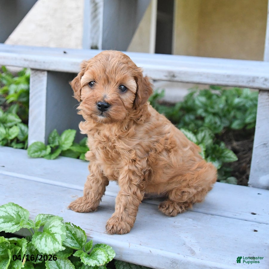 Cavapoo dogs Prince   - Ad 2