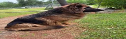 German Shepherd dogs for sale: Gracie - Ad 16
