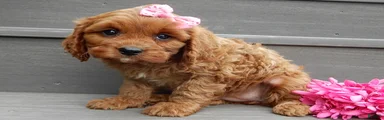 Ginger