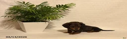 Miniature Dachshund dogs for sale: Lucas - Ad 3
