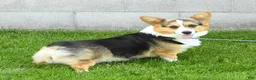 Welsh Corgi Pembroke dogs for sale: Darcy Genetic Clear - Ad 10