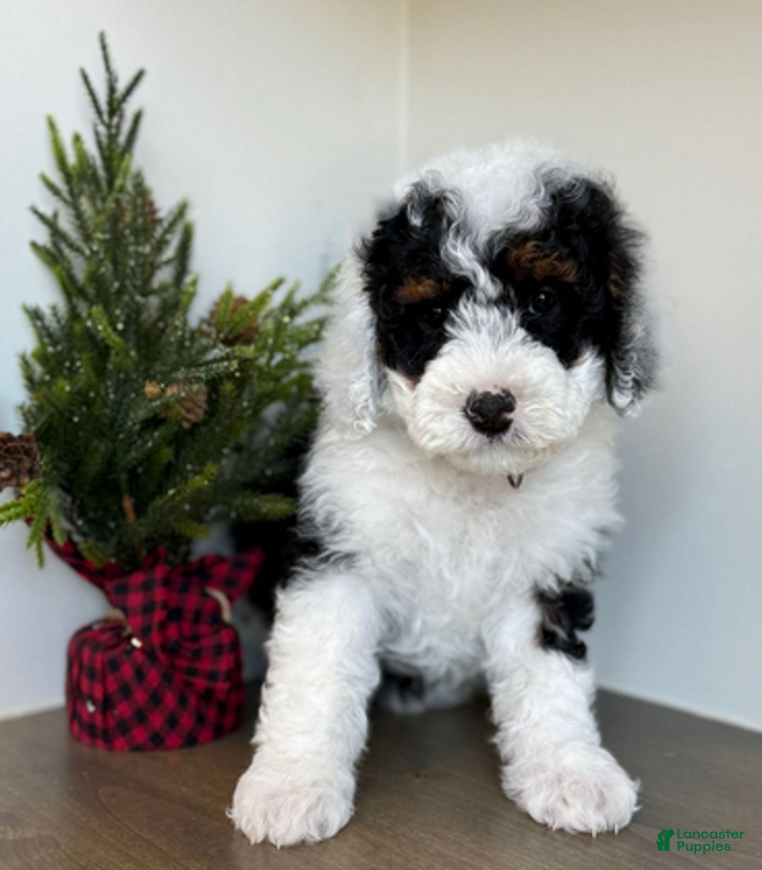 Bernedoodle dogs for sale: Mistletoe - Ad 3