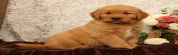 Golden Retriever dogs for sale: Hosea - Ad 6