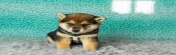 Shiba Inu dogs for sale: Amy - Ad 3