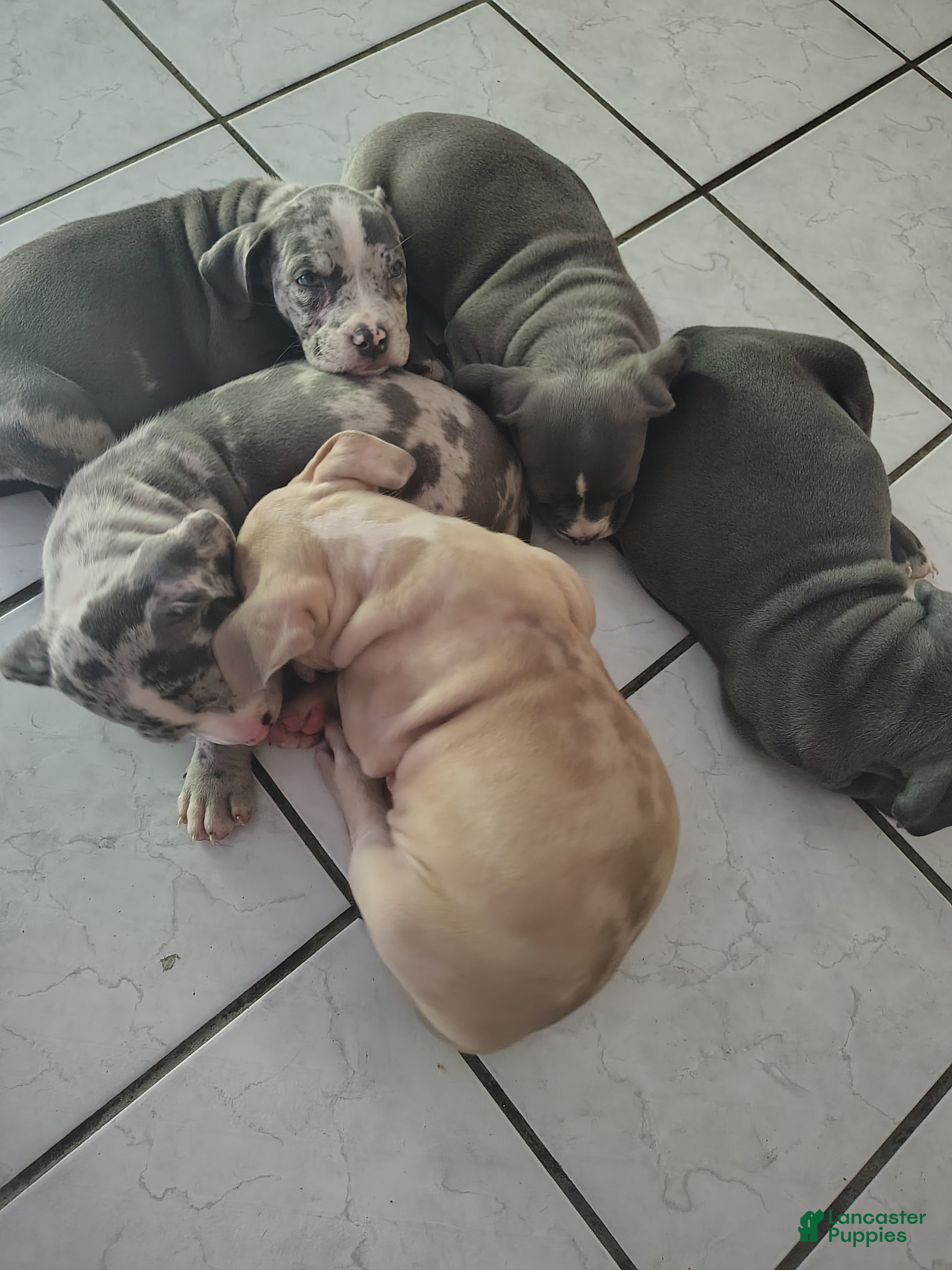 American Bully dogs for sale: American Bully 1 - Ad 2