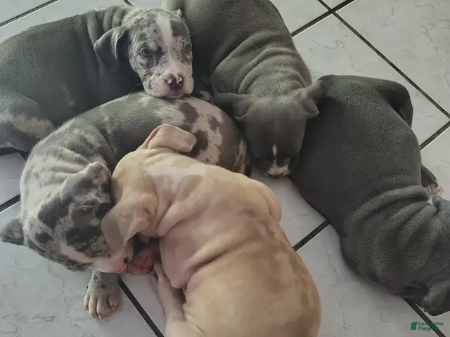 American Bully dogs for sale: American Bully 1 - Ad 2