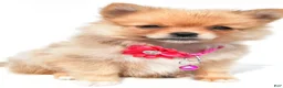 Pomeranian dogs for sale: Sadie - Ad 7