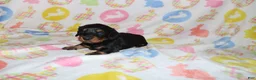 Miniature Dachshund dogs for sale: Hayden - Ad 3