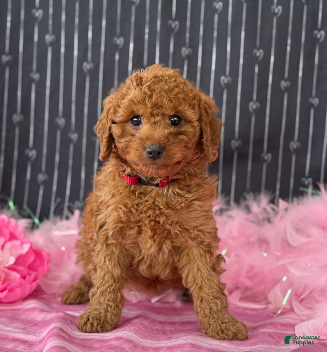 Cavapoo dogs for sale: Daisy - Ad 4