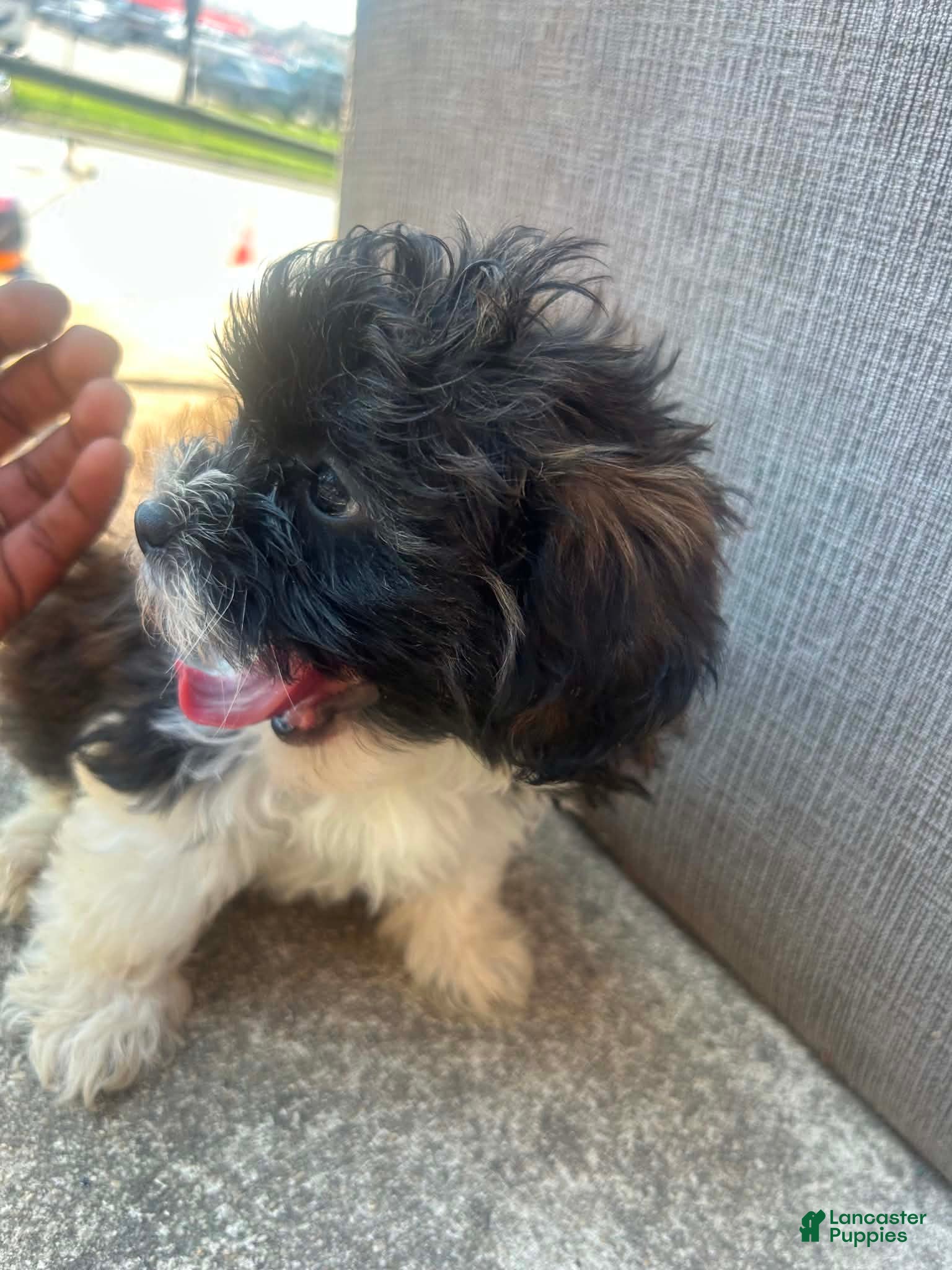 Shihpoo dogs Shihpoo 2 - Ad 18
