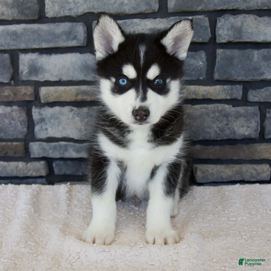 Pomsky dogs for sale: Ford - Ad 1