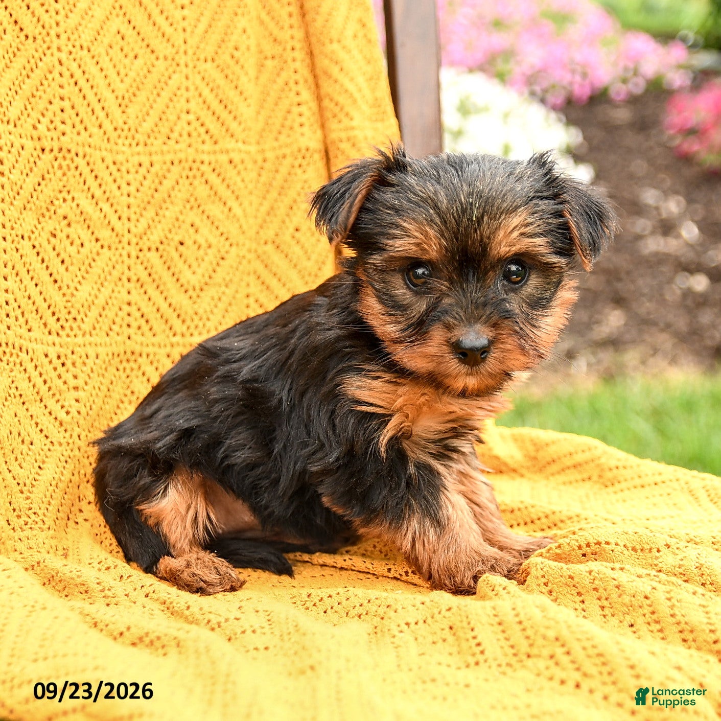 Yorkshire Terrier dogs Blossom - Ad 1