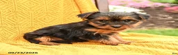 Yorkshire Terrier dogs for sale: Blossom - Ad 1