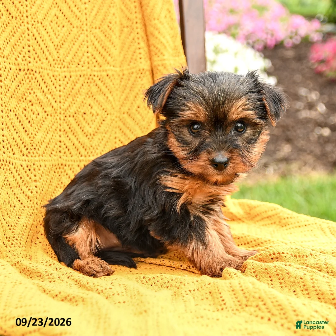 Yorkshire Terrier dogs for sale: Blossom - Ad 1
