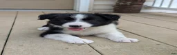 Border Collie dogs for sale: Tally - Ad 3