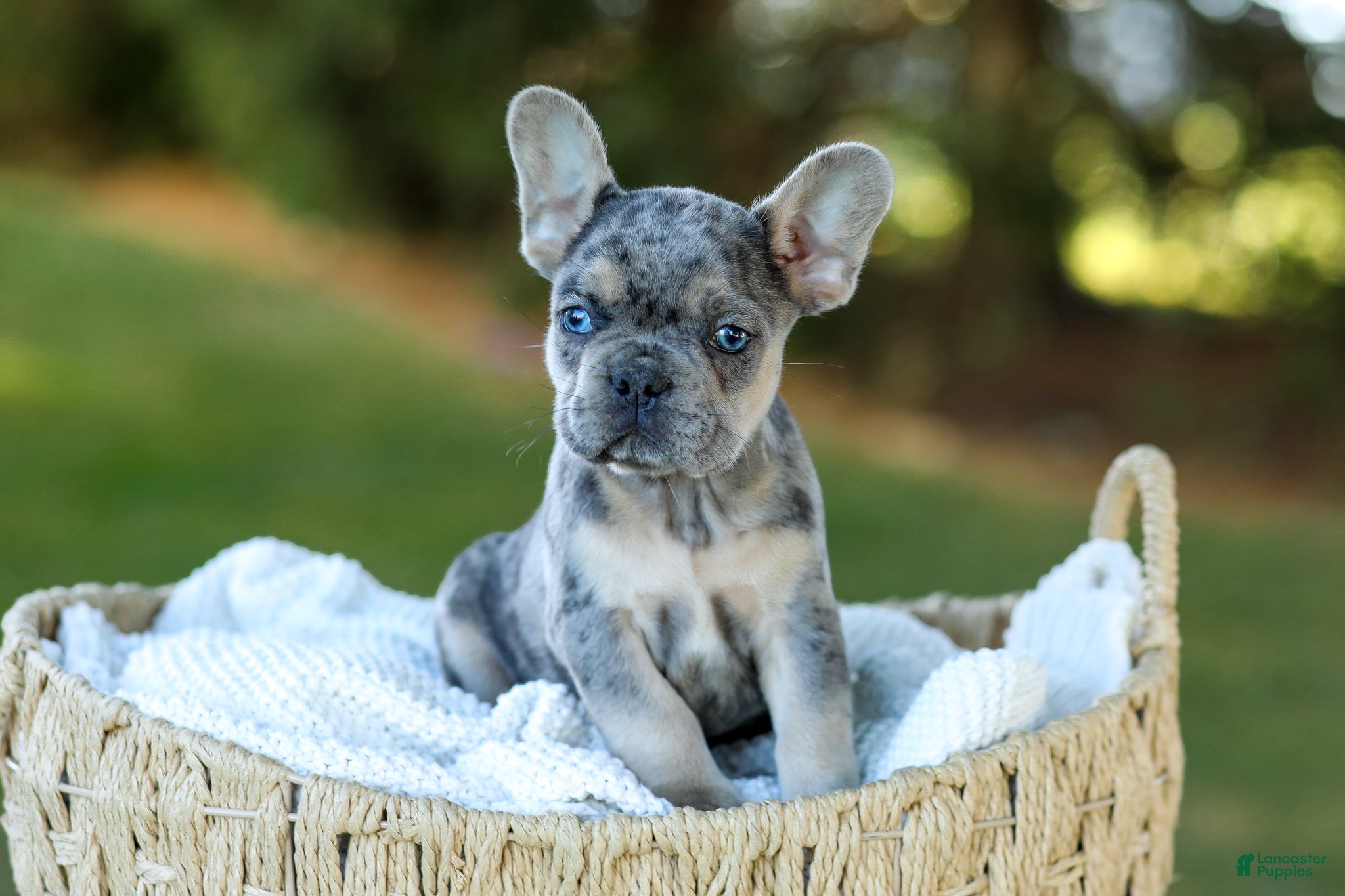 French Bulldog dogs for sale: Chase - Blue Merle - Ad 1