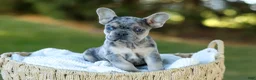 French Bulldog dogs for sale: Chase - Blue Merle - Ad 1