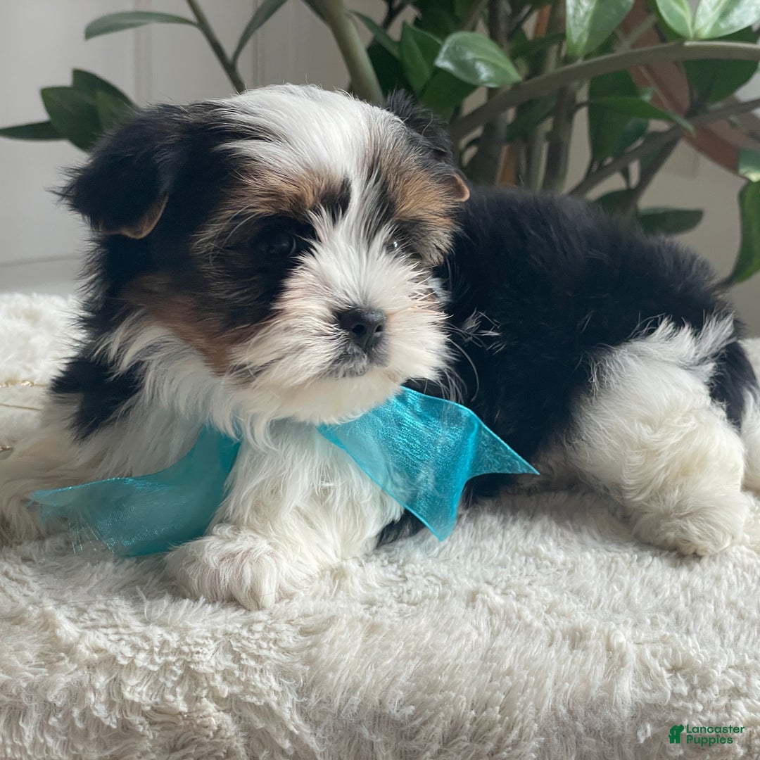 Biewer Terrier dogs for sale: Teddy - Ad 7